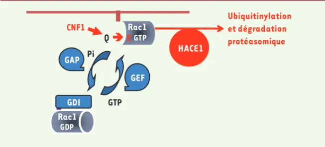 Figure 1. Régulation de Rac1 par HACE1. Représentation schématique du cycle spatiotemporel de  régulation de Rac1 (gris), basé sur son activité GTPasique