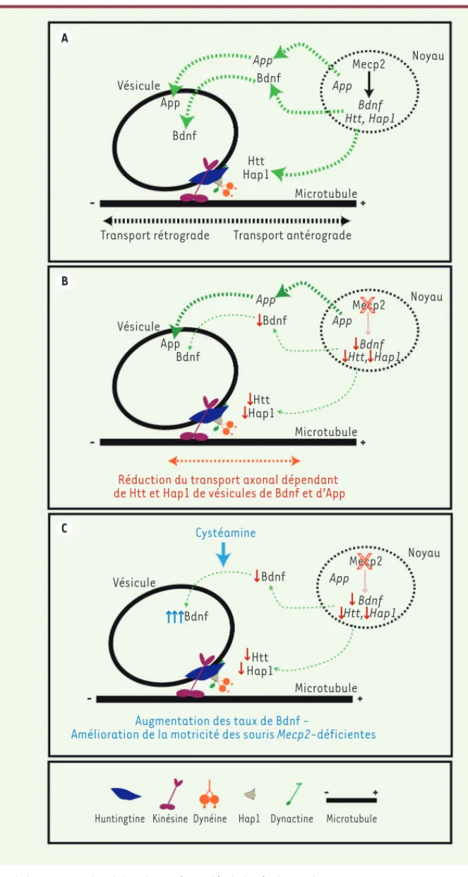 Figure 1. Le dosage en Mecp2 affecte le trans- trans-port axonal du Bdnf en modifiant  l’expres-sion de l’huntingtine (Htt) et l’huntingtin-  associated protein 1 (Hap1)