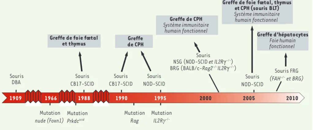 Figure 1. Représentation schématique de la chronologie de la production des différentes souches de souris immunodéficientes utilisées pour la  transplantation de cellules ou tissus humains