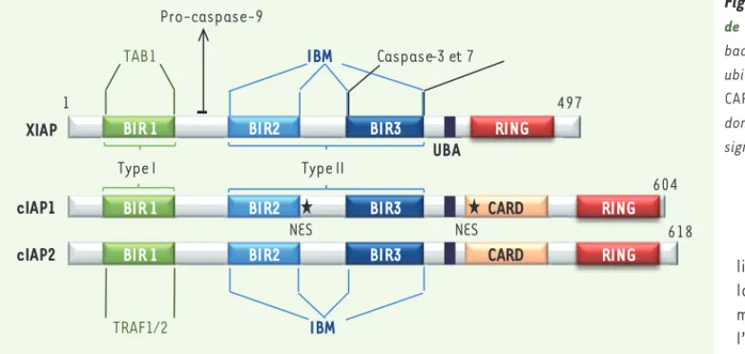 Figure 1.  Structure primaire  de cIAP1, cIAP2 et XIAP. BIR :  baculoviral IAP repeat ; UBA :  ubiquitin binding associated ;  CARD : caspase recruitment  domain ; NES : nuclear export  signal.