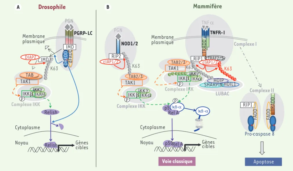 Figure 2. Schéma comparant la voie IMD de la drosophile et les voies NOD et TNFRI des mammifères