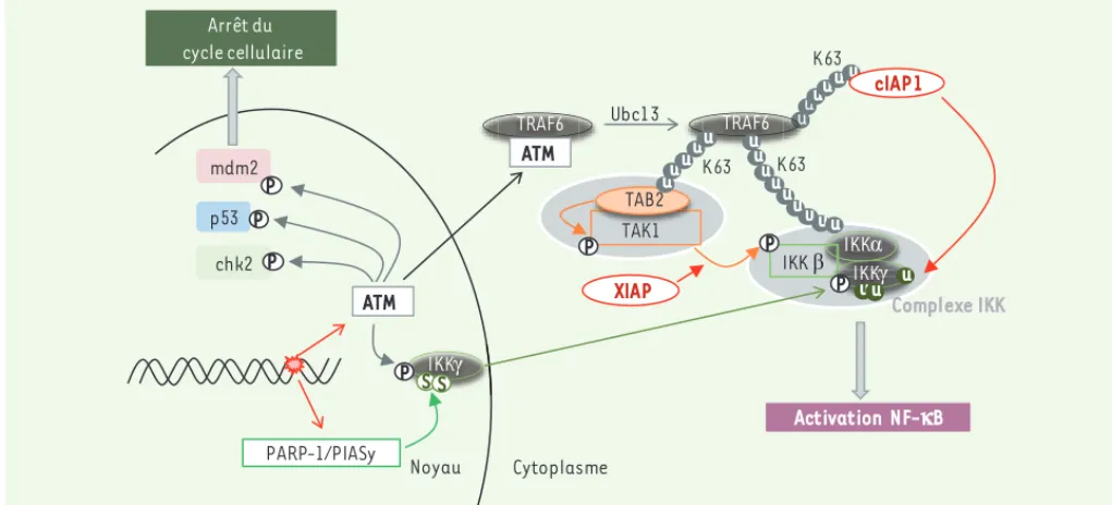 Figure 4. Influence des IAP dans l’activation de NF-kB suite à des lésions de l’ADN. Dans cette voie de signalisation, cIAP1 permet la mono-ubiqui- mono-ubiqui-tinylation (sur les résidus K277, K285, K309) et l’activation d’IKK nécessaires à l’activation 