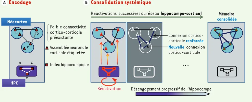 Figure 1. Modèle du concept d’étiquetage précoce des neurones du néocortex. A. Les différents éléments d’un évènement vont être encodés au sein  d’un vaste réseau de modules néocorticaux (a, b et c)