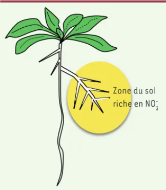 Figure 1.  Illustration de la croissance adapta- adapta-tive des racines des plantes. Quand les racines de  plantes rencontrent une zone du sol riche en NO - 3 ,  elles ont la capacité de modifier leur  dévelop-pement pour la coloniser préférentiellement