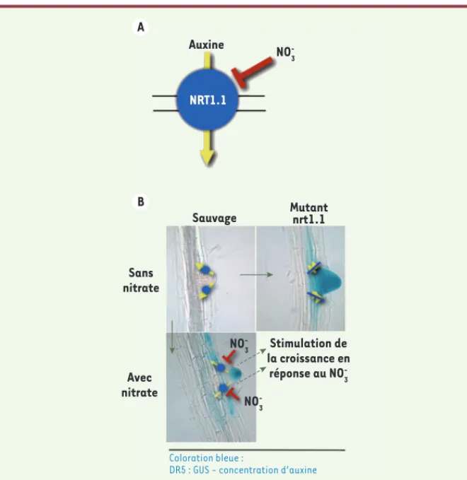 Figure 2. Rôle de la protéine NRT1.1 dans le contrôle de l’homéostasie de l’auxine et de la crois- crois-sance des racines latérales