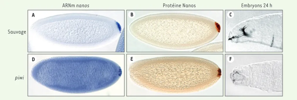 Figure 1. L’absence de la protéine Piwi conduit à la stabilisation de l’ARNm nanos et à l’expression ectopique de la protéine Nanos dans tout l’em- l’em-bryon