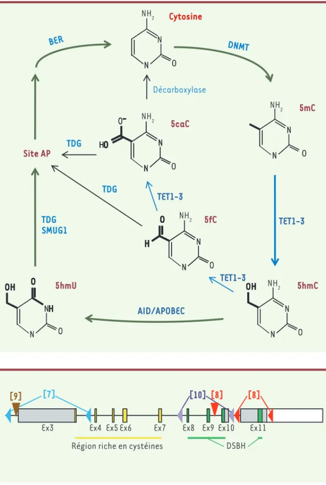 Figure 1. Mécanisme proposé de déméthylation  active.  La 5-hydroxyméthylcytosine (5hmC)  est produite à partir de 5-méthylcytosine  (5mC) par les oxygénases de la famille TET