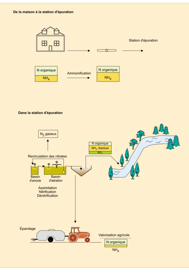 Figure I.2. –  Mécanismes d’élimination de l’azote en station d’épuration