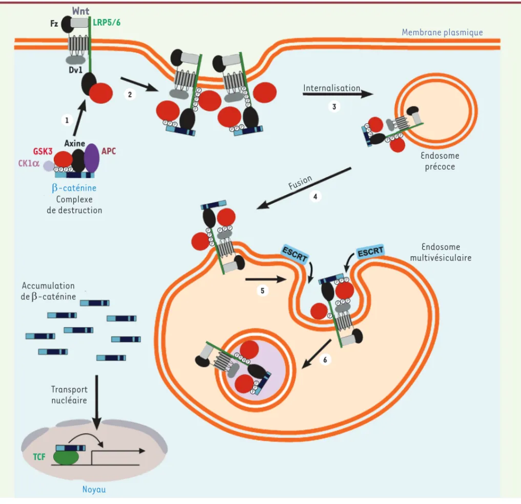 Figure 1. Modèle de la séquestration de GSK3 dans des endosomes multivésiculaires par la voie de signalisation Wnt canonique