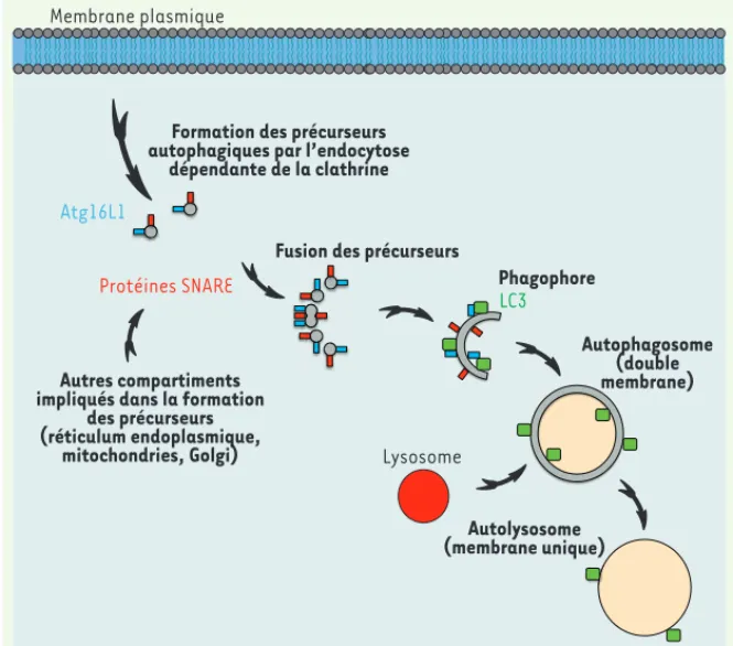 Figure 2.  Modèle de formation des autopha- gosomes. La fusion des précurseurs  autopha-giques provenant de la membrane plasmique  ou d’autres compartiments intracellulaires  conduit à la formation du phagophore suite à  l’acquisition de la protéine LC3, e