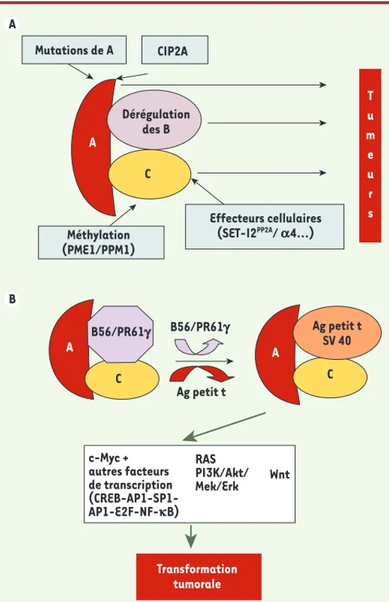 Figure 3. L’inhibition de PP2A induit un signal tumoral. A. PP2A  régule négativement des signaux anti-apoptotiques comme la  voie de signalisation PI3K/Akt
