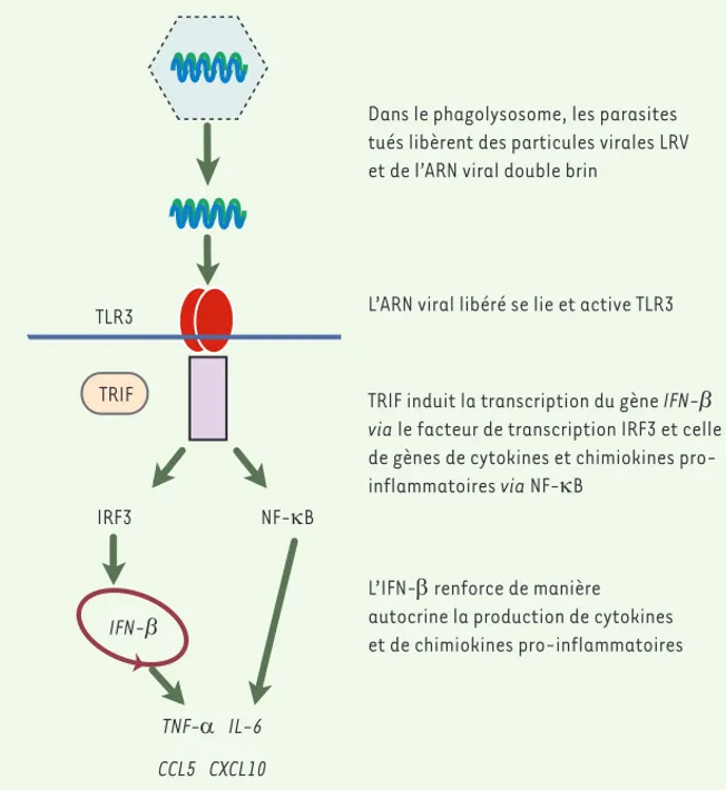 Figure 2.  Modèle d’activation de la réponse  inflammatoire par leishmania RNA virus (LRV)