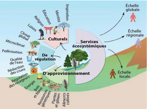 Figure 3 : Les principaux services écosystémiques dont bénéficient les activités  humaines (Caron et al, 2007)