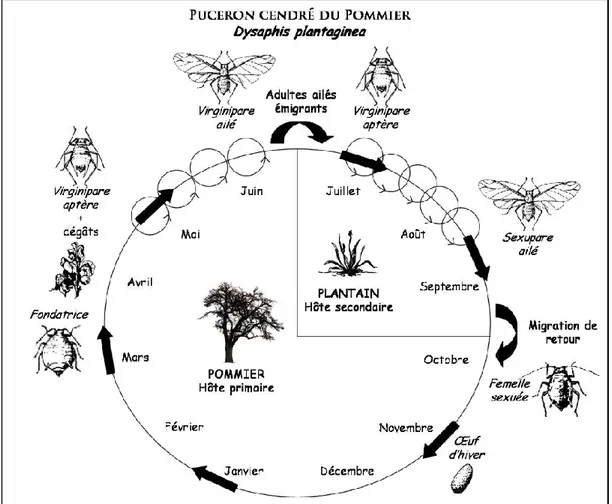 Figure 6 : Cycle de développement de D.plantaginea (© Delphine Bourdais, dans Nicolas et  al., 2013)