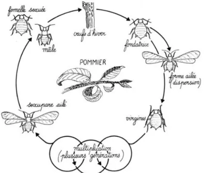 Figure 8 : Cycle de développement de A. pomi (Marc, 2004).