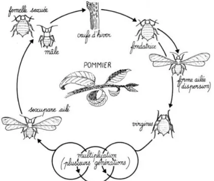 Figure 8 : Cycle de développement de A. pomi (Marc, 2004).
