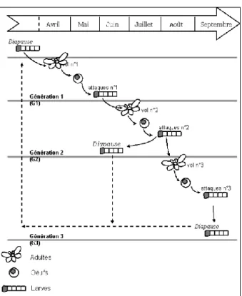 Figure 10 : Cycle de développement   de C. pomonella dans le sud de la  France (Boivin &amp; Sauphanor, 2017).