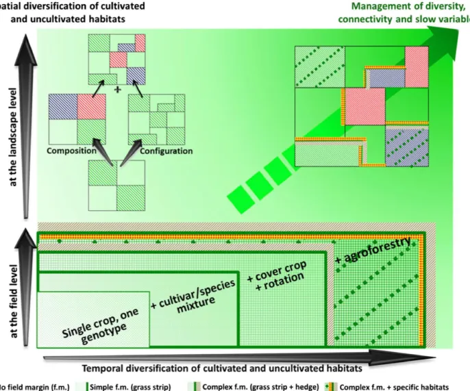 Figure 13 : Schématisation des possibilités de diversification spatiale et temporelle des  agroécosystèmes en culture annuelle (Duru et al., 2015)