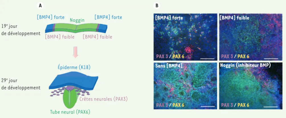 Figure 1. Rôle de la voie des BMP dans l’engagement neurectodermique des cellules souches pluripotentes