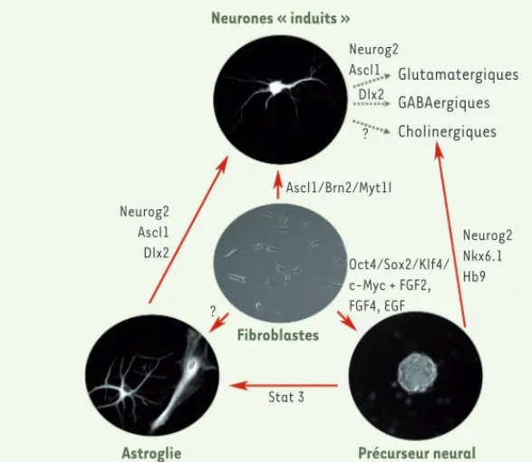 Figure 1. Différents types de cellules neurales  obtenus par transdifférenciation et  potentiel-lement utiles au traitement de la SLA