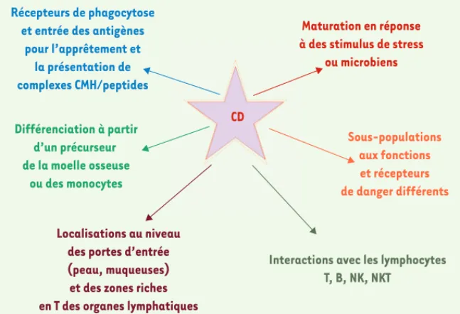 Figure 3. Cellules dendritiques : cellules pivots  du système immunitaire.