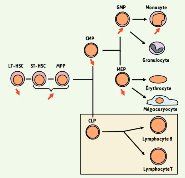Figure 1. Représentation schématique de la différenciation hématopoïétique dans les souris  nullizygotes conditionnelles pour Tif1g dans la moelle osseuse