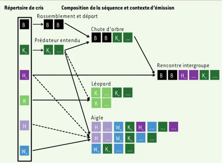 Figure 2.  Proto-syntaxe chez le  mâle mone de Campbell. B = Boom,  K = Krak,  K+ = Krakoo,  H+ = Hokoo,  H = Hok, W+ = Wakoo (+ = suffixe oo)