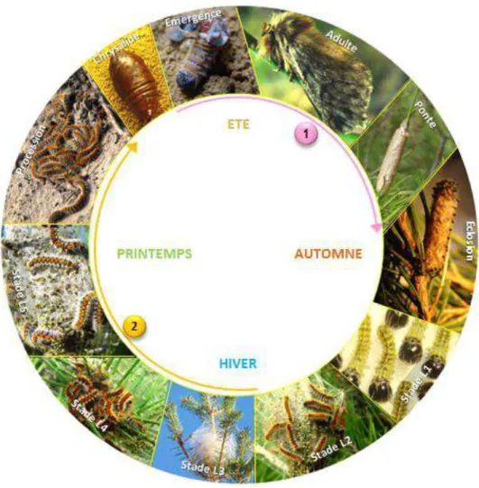 Figure 5 : Cycle de vie moyen de la processionnaire du pin. La flèche rose n°1  correspond à la période de piégeage des papillons et la flèche orange n°2   correspond à la période de piégeage des chenilles