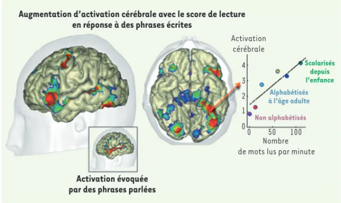 Figure 1. Un aperçu des vastes réseaux cérébraux dont  l’activité augmente avec le score de lecture, en réponse  à des phrases écrites