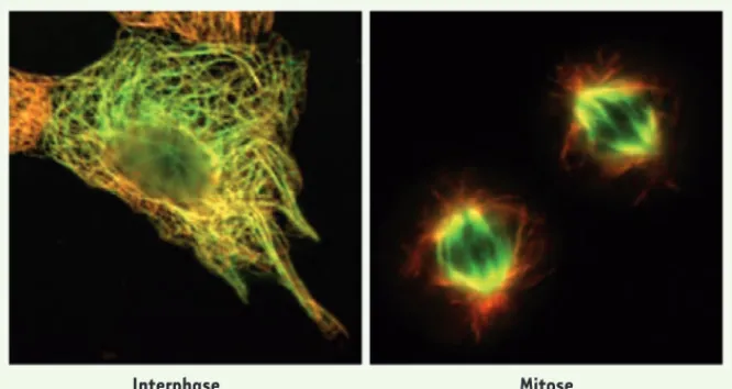 Figure 1. Localisation de la protéine ATIP3 aux  microtubules dans les cellules de carcinome  pulmonaire SK-MES en interphase (à gauche)  et en mitose (à droite)
