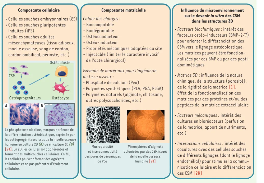 Figure 2. Ingénierie tissulaire du tissu osseux : les cellules souches mésenchymateuses et leur microenvironnement.