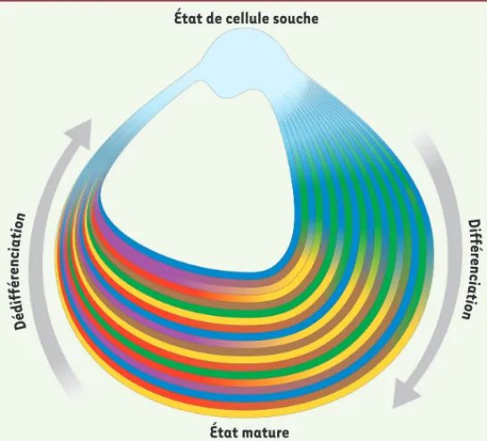 Figure 1. Le cycle de la vie d’une cellule. La vie d’une cellule  est illustrée sous la forme d’un cercle inégal dans lequel les  cellules passent d’un état de cellule souche à un état mature  via le processus de différenciation, mais peuvent réacquérir  l