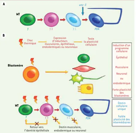 Figure 2.  Découplage  entre  dédifférenciation  et  multipotence  in  vivo.  A. Modèle  de   trans-différenciation  de  Y  en  PDA