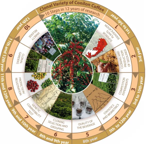 Figure 3. Flowchart for the development of conilon coffee clonal cultivars.