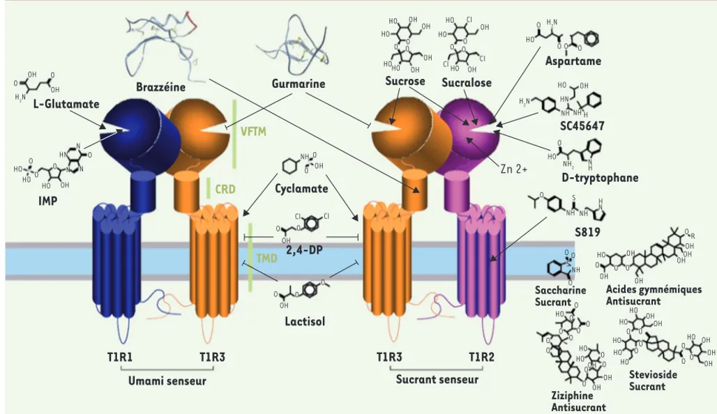 Figure 1. Récepteurs membranaires T1R aux sucrants et umamisants. T1R3 est la sous-unité commune aux récepteurs T1R2-T1R3 des composés  sucrants et T1R1-T1R3 des composés umamisants