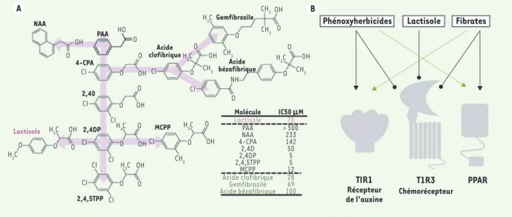 Figure 3.  Similitude structurelle et fonctionnelle entre lactisole, phénoxyherbicides et fibrates