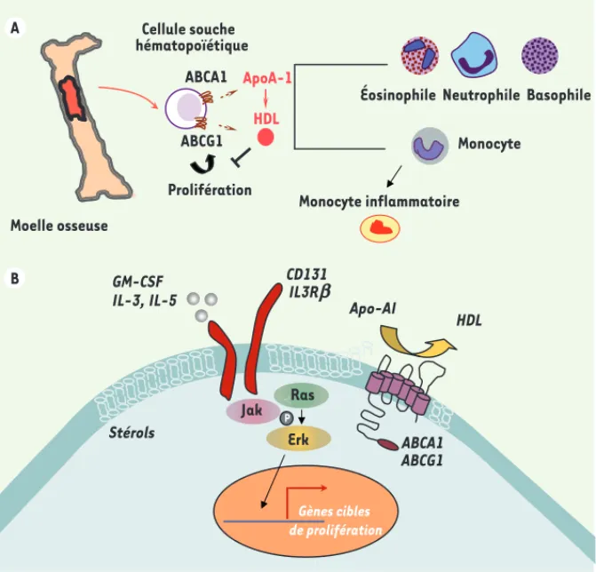 Figure 2. HDL et prolifération des cellules sou- sou-ches hématopoïétiques. A. L’expression des  transporteurs ABCA1 ou ABCG1 par les  cellu-les souches hématopoïétiques de la moelle  osseuse, précurseurs des cellules  hématopoïé-tiques et en particulier d