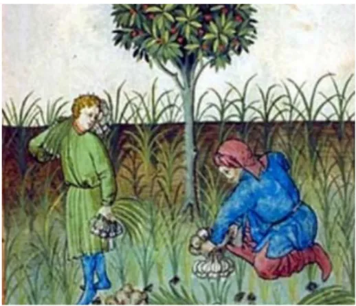 Figure 2 : Illustration du Tacinium Sanitis : culture  d'ail sous des arbres au moyen âge