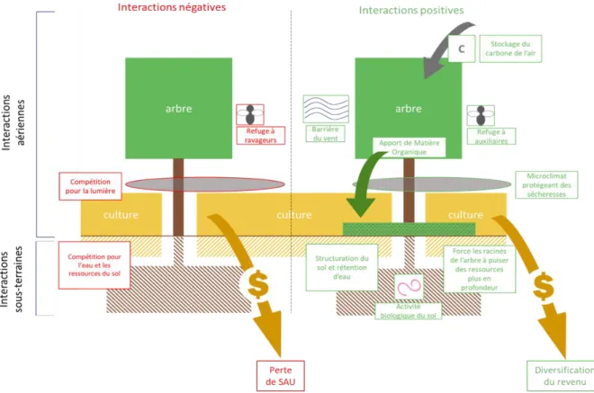 Figure 7 : Schéma récapitulatif des interactions aériennes et sous-terraines entre les arbres et la culture sous jacente dans un  système agroforestier classique