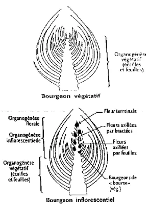 Figure 10 : dessin d'une bourse et de sa pousse de  bourse (source : Trillot et al. 2002)