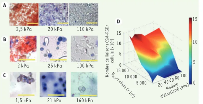 Figure 2. La configuration de la matrice 3D altère  le devenir des CSM. A-C. Coloration in situ  mon-trant l’expression de l’activité de la phosphase  alcaline (PAL) (Fast Blue, bio marqueur  ostéo-génique de couleur bleue) et l’accumulation de  lipides ne