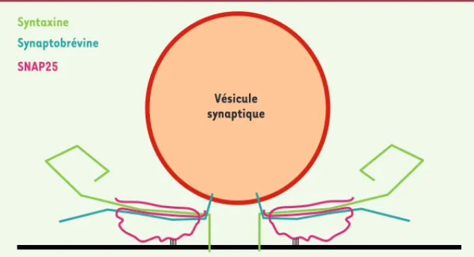 Figure 1. Représentation schématique de deux  complexes SNARE assemblés à l’interface  entre une vésicule synaptique et la membrane   plasmique.