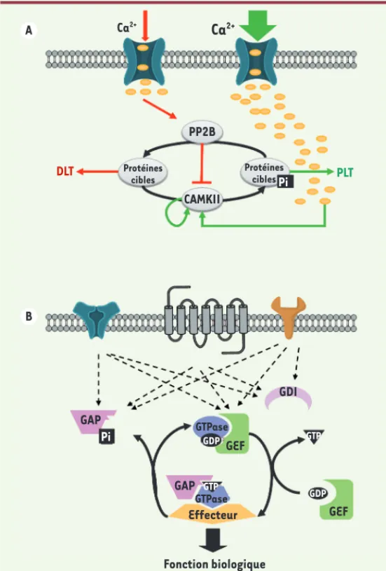 Figure 2.  Les commutateurs moléculaires. A. Une  augmenta- augmenta-tion de la concentraaugmenta-tion en calcium dans l’épine dendritique  permet soit l’activation de PP2B (calcineurine), soit celle de  CamKII