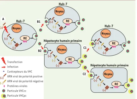 Figure 1.  Représentation schématique des  modèles de culture du VHC. La transfection  de l’ARN génomique (de polarité positive) du  clone de VHC JFH1 (ou d’une chimère dérivée  codant la machinerie de réplication de JFH1)  dans des cellules hautement perm