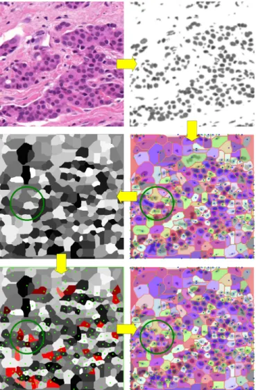 Fig. 8. A section of tissue is imaged in a histology study. We apply grayscale conversion, thresholding, and smoothing to generate an input for an initial MS complex computation