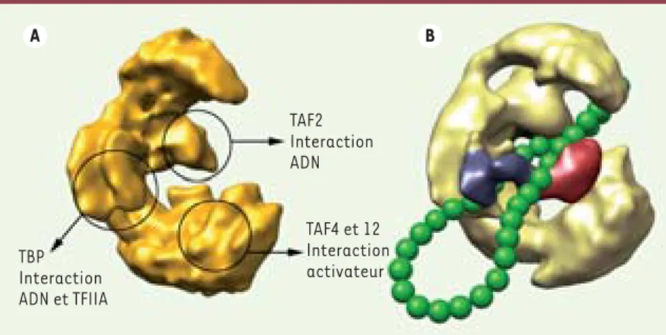Figure 1. Rôle de TFIID dans l’activation de la  transcription. A.  Structure tridimensionnelle  du facteur TFIID obtenu par microscopie  élec-tronique et localisation des sous-unités  impli-quées dans les interactions avec l’ADN et les  facteurs de transc