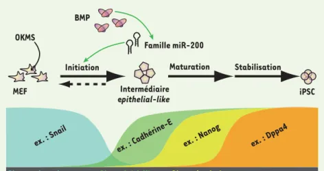 Figure 1.  La reprogrammation de fibroblas- fibroblas-tes en iPSC se déroule en 3 phases