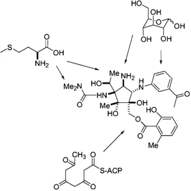 Figure  1.2: Biosynthèse de la Pactamycine 