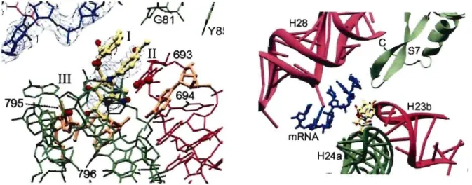 Figure  1.3.  Interactions clés entre la Pactamycine et l'unité ribosomale impliquée l2 