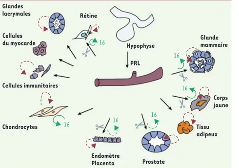 Figure 1.  Représentation schématique de la  présence de diverses formes de la PRL dans  quelques exemples de tissus et de milieux  extracellulaires